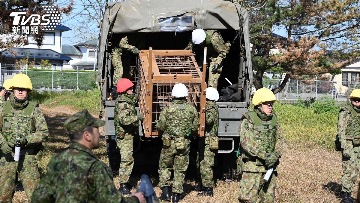 「熊害」擴及首都圈!小熊現蹤東京 嵐山15起熊目擊