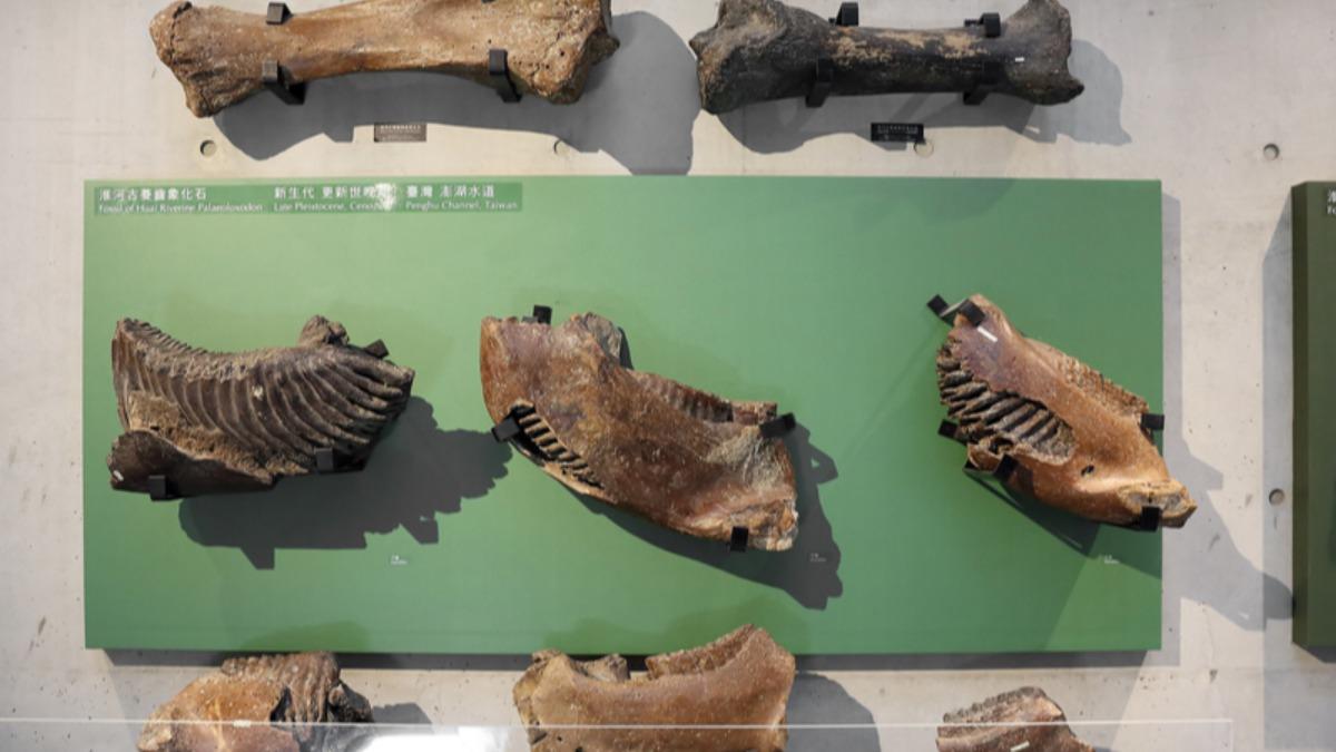 Taiwan’s ancient savanna ecosystem revealed in study