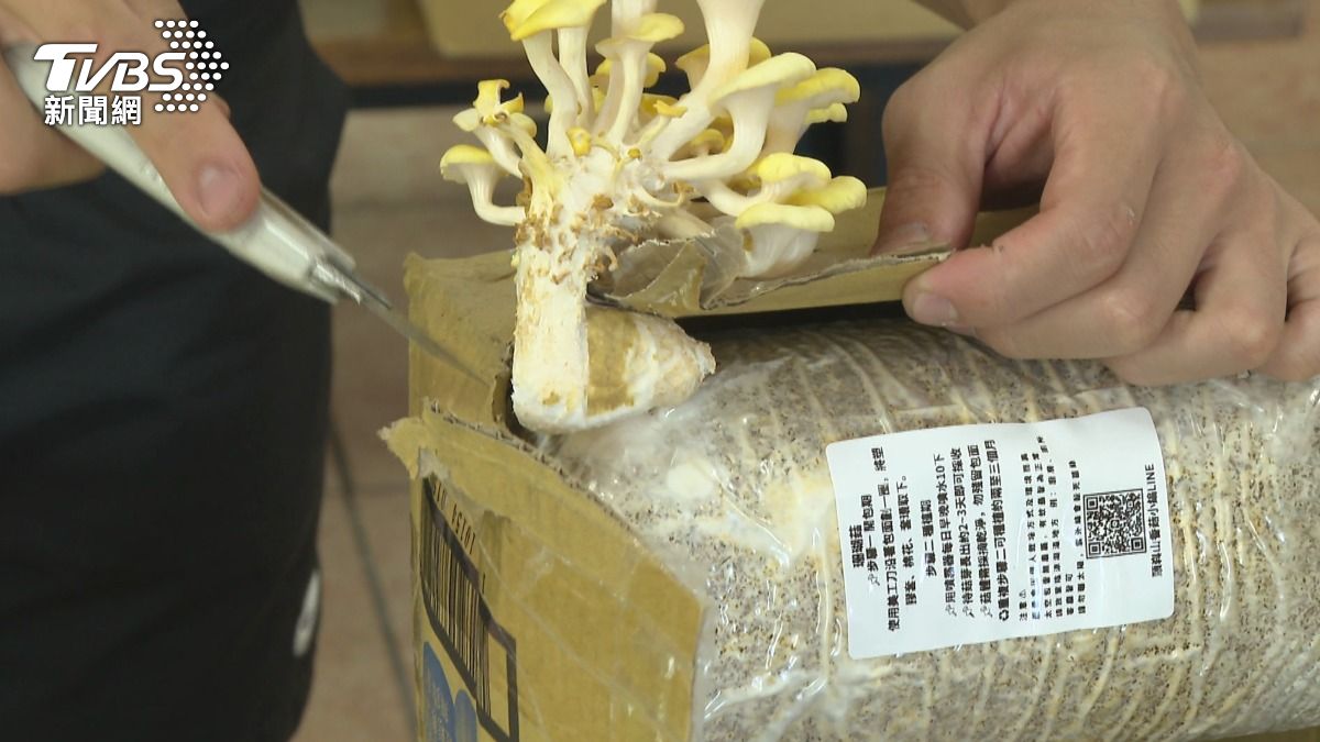 逾7天未取貨「珊瑚菇」太空包長到鑽破紙箱　網稱「箱菇」自找出路
