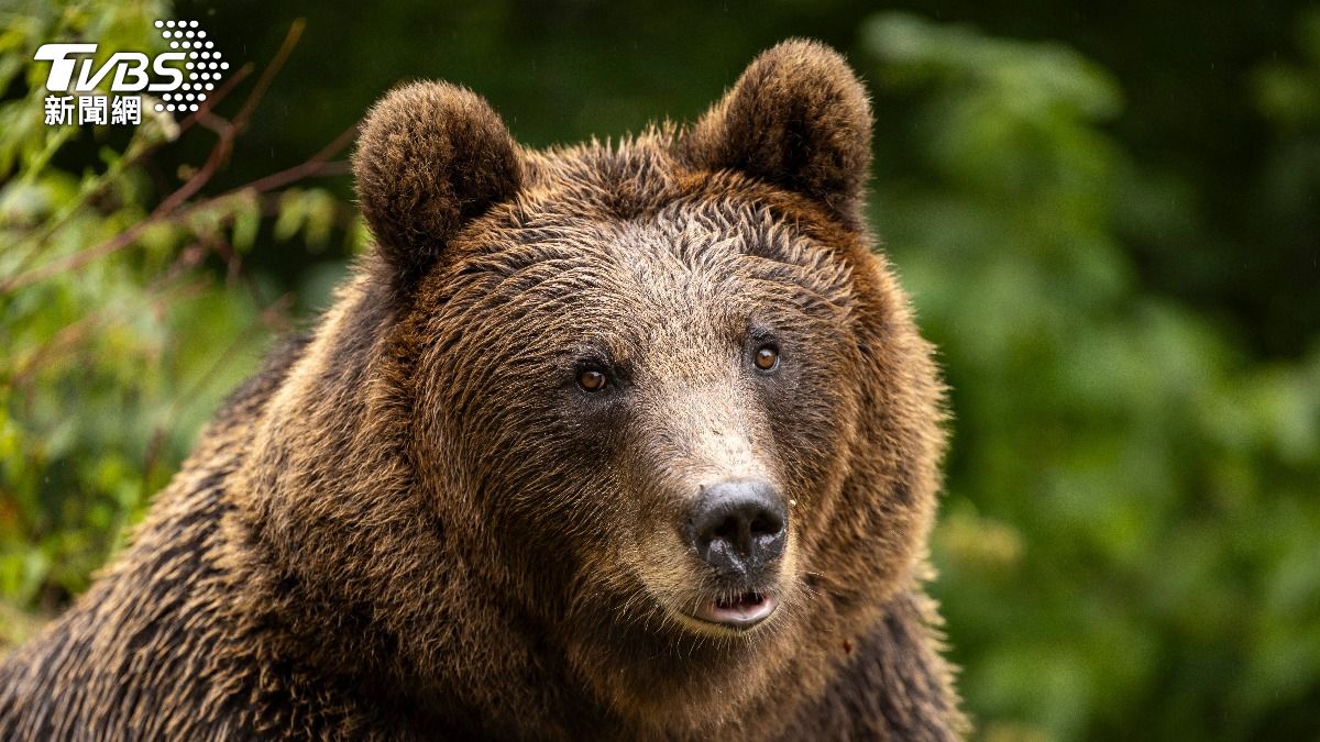 日熊患已釀13死 13日起新規上路「這兩縣」警可開槍驅熊