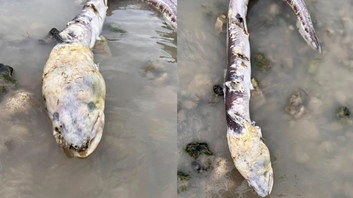 「巨型海怪」現蹤英海灘！頭大身體長　居民驚：像電影異形　