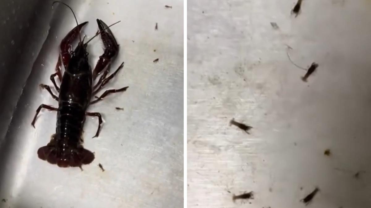 女買龍蝦回家料理「它竟在水槽生產」　網求情別煮：不然小孩沒媽