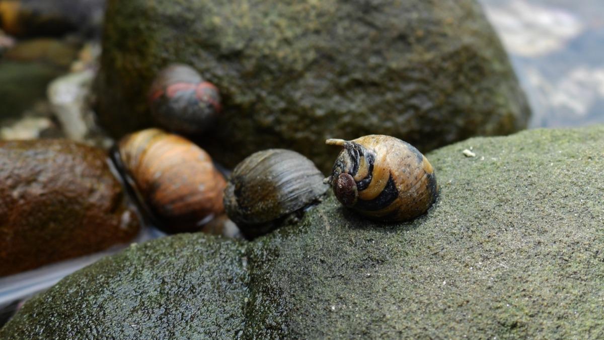Ancient mollusks unearthed in Taiwan reveal new insights
