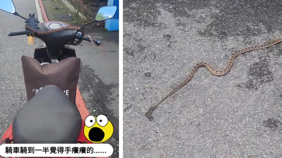 天降龜殼花！爬過手背淡定盤踞龍頭　女騎士一看嚇跳車：要發財了