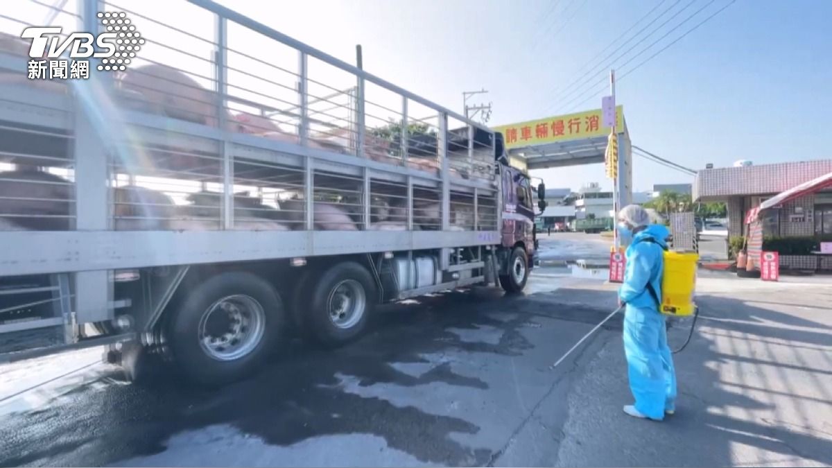 豬隻湧入市場「價格穩」！雲林毛豬拍賣均價95元/公斤