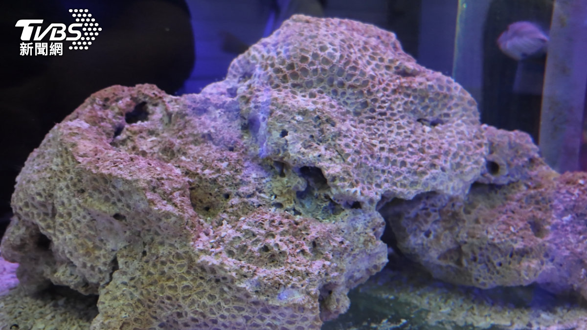 小琉球珊瑚覆蓋率僅剩11%「生態已失能」 專家憂:海域恐全毀