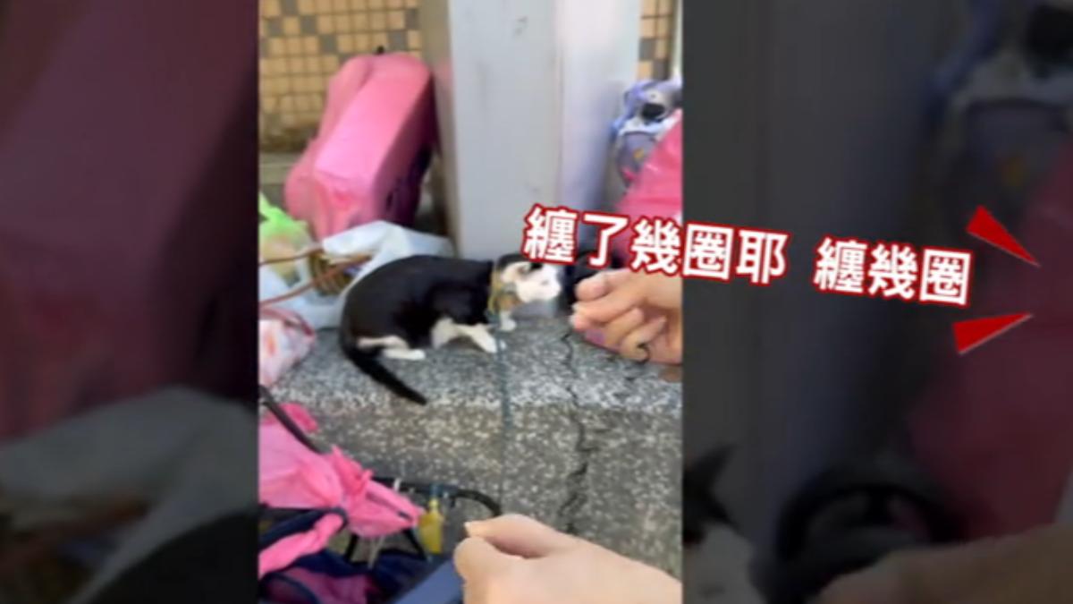貓困推車「磚塊壓身髮圈纏脖」畫面曝 飼主辯詞惹眾怒