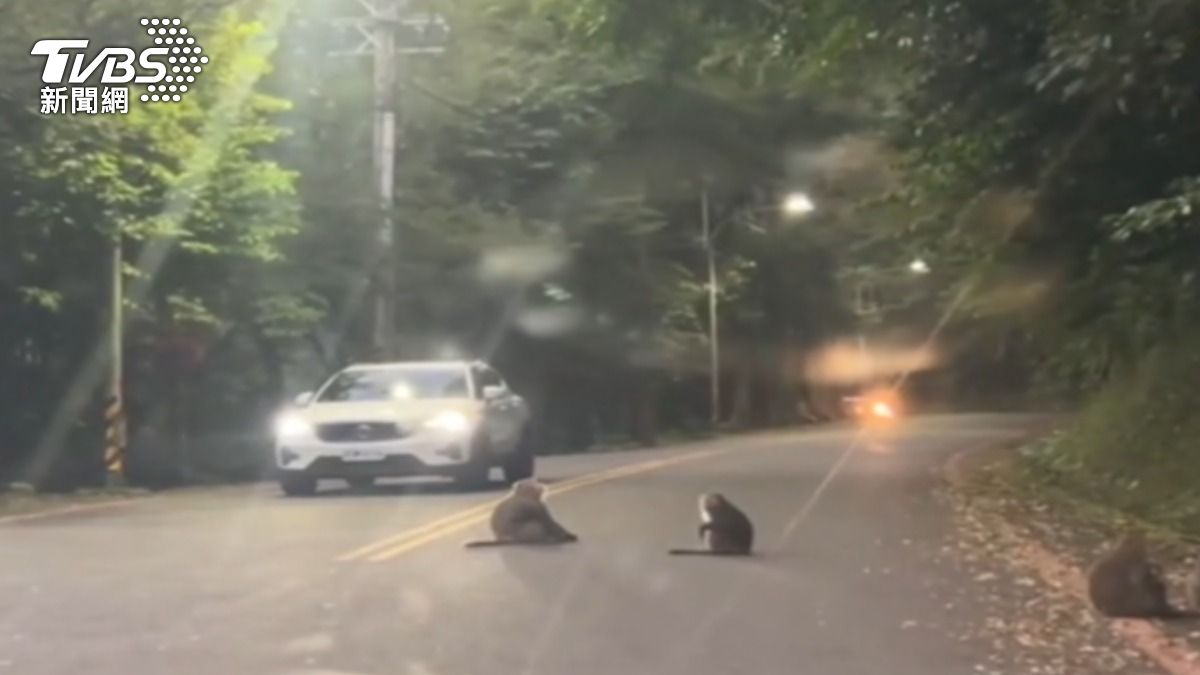 警救援遇「山道猴」擋車道 鳴笛趕救受困童
