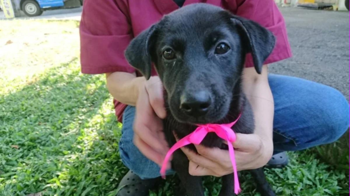 飼主注意！新北犬貓絕育補助延至11月底　最高可領2千元