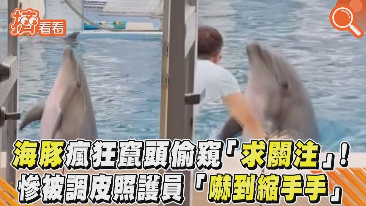 影音/海豚瘋狂竄頭偷窺「求關注」! 慘被調皮照護員「嚇到縮手手」