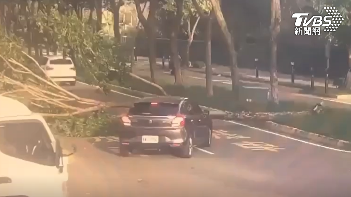 烏石港賞鯨船「停航5日」防颱!漁船紛繫岸避風 新竹樹木倒塌險壓車