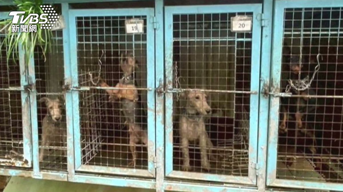 快訊/290隻狗被割聲帶!苗栗「人人犬舍」引公憤 動防所長遭拔官