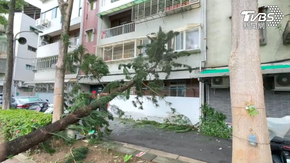 「鳳凰」來襲!北投立農公園樹木斷裂 倒塌壓損公寓鋁窗