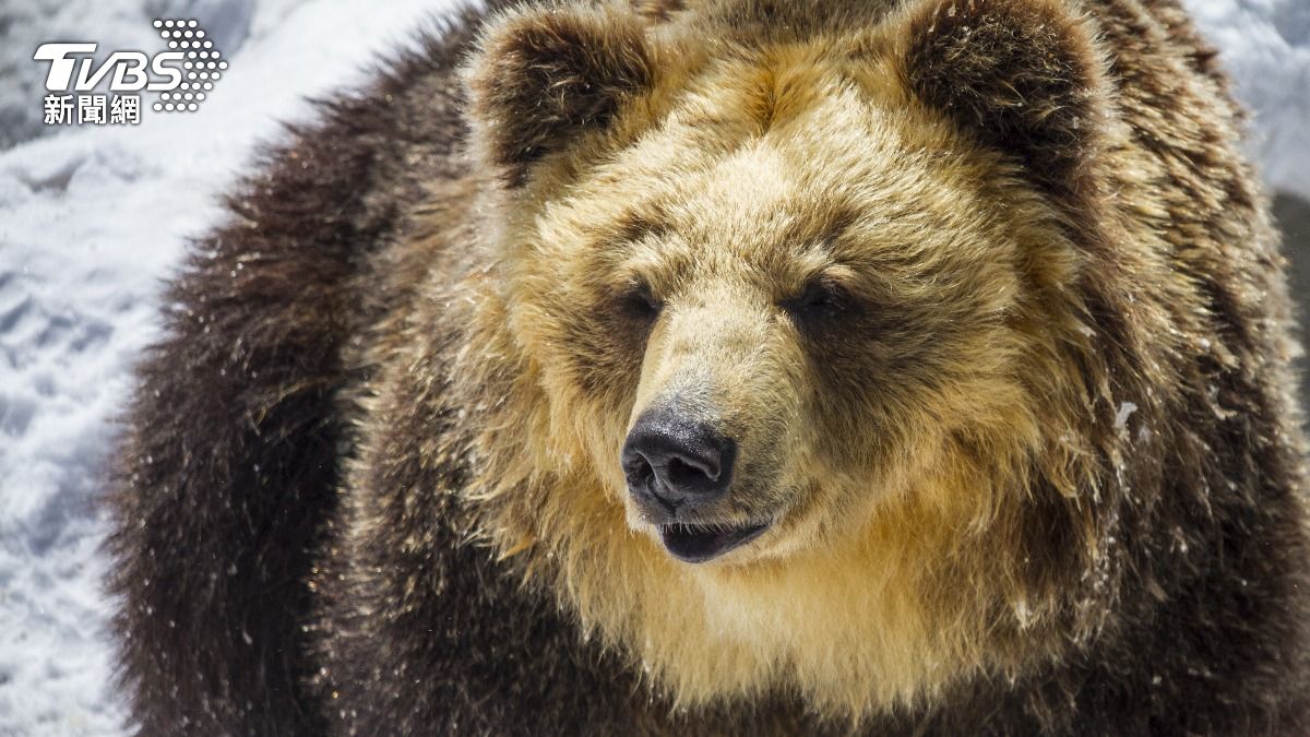 日明治11年「丘珠熊襲」血案!闖屋釀4死 解剖見嬰頭皮、手臂