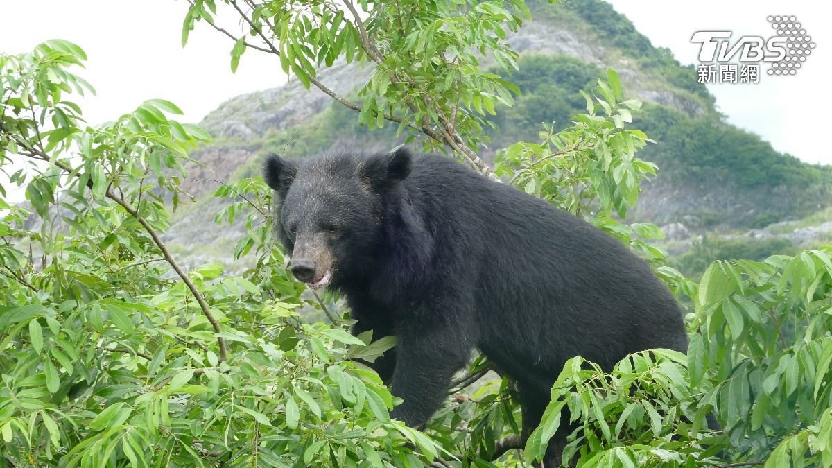 日本州最嚴重熊害事件！「食人熊」致4死多人傷　胃內有大量人肉