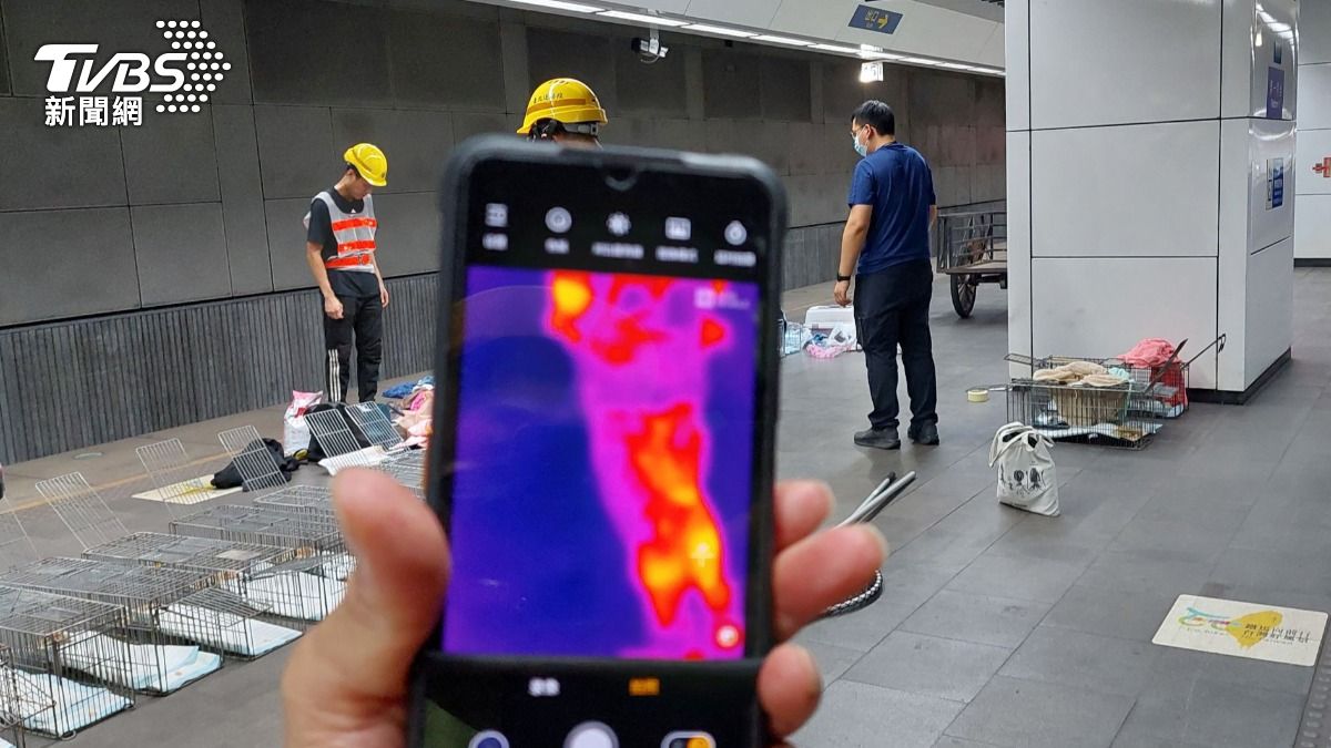 15歲老貓脫籠闖松山車站 動保處「熱像儀、誘捕籠」全出動