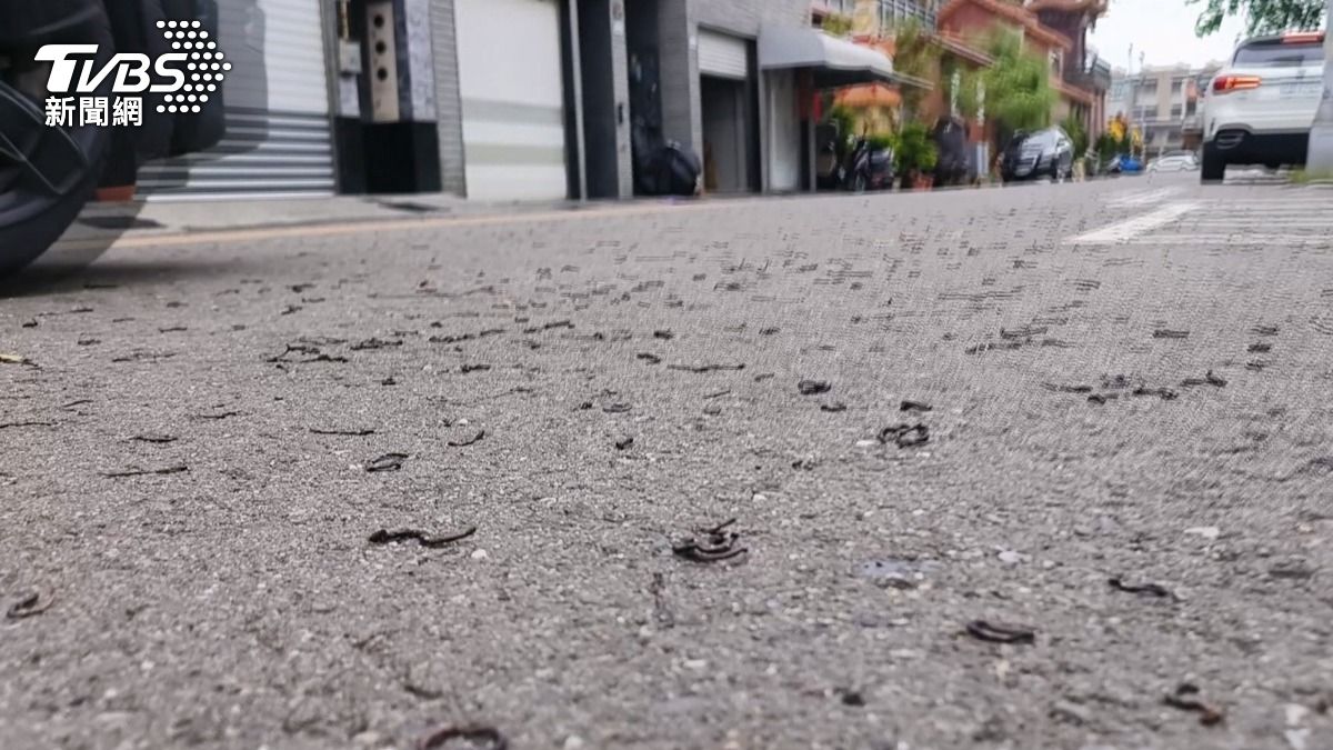 獨/密集恐懼慎入! 地震又颱風逼近 蚯蚓大軍出沒民眾驚驚