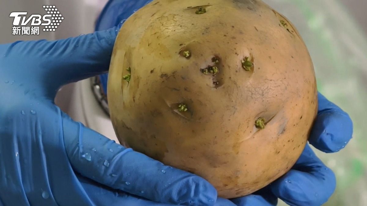 馬鈴薯發芽有毒！ 營養師教你哪些「發芽食材」能安心吃