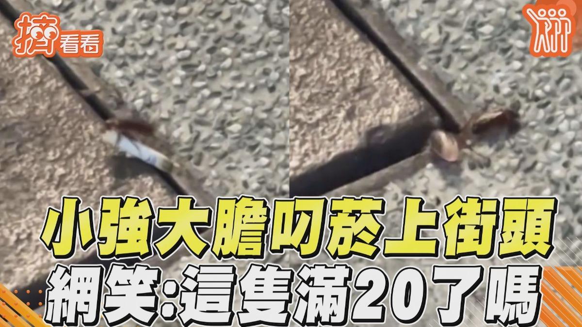 影音/小強大膽「叼菸」上街頭 全網笑歪:這隻滿20了嗎?