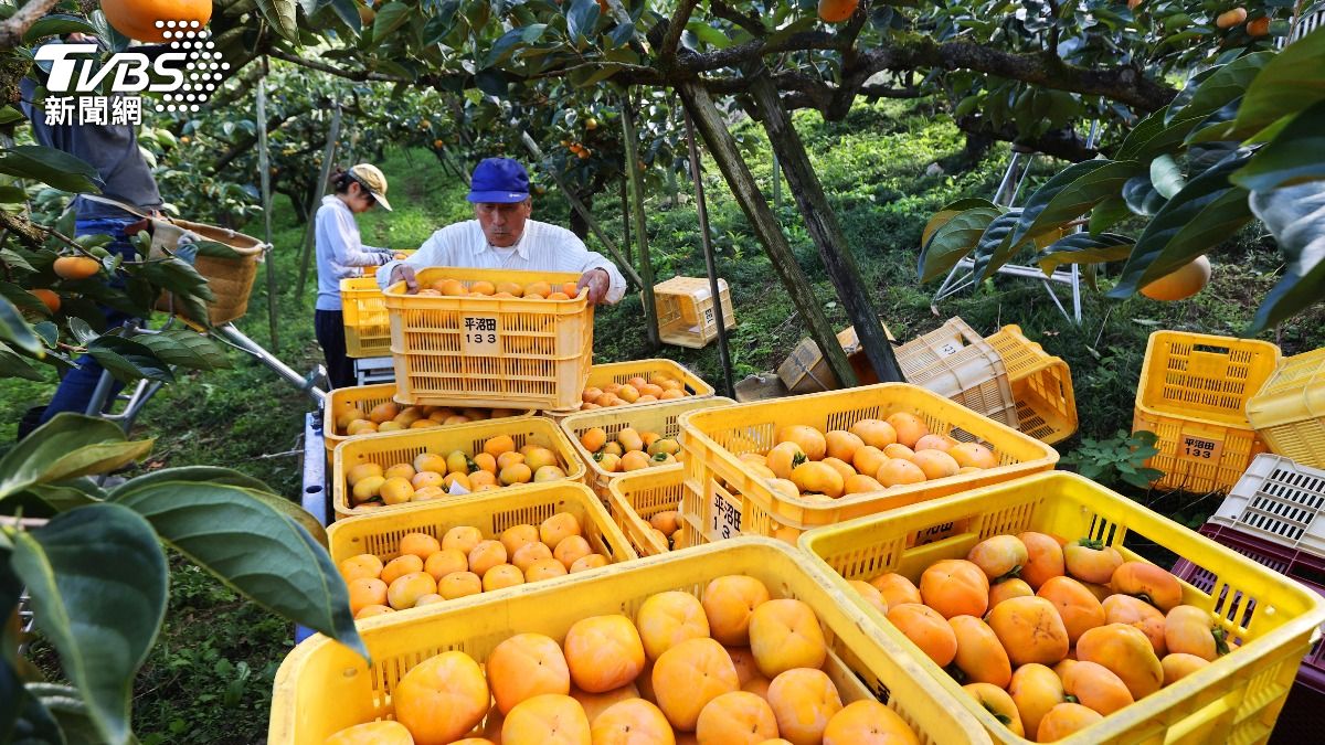 控血糖還能燃脂!柿子超高營養價值 醫曝「3吃法」營養加倍
