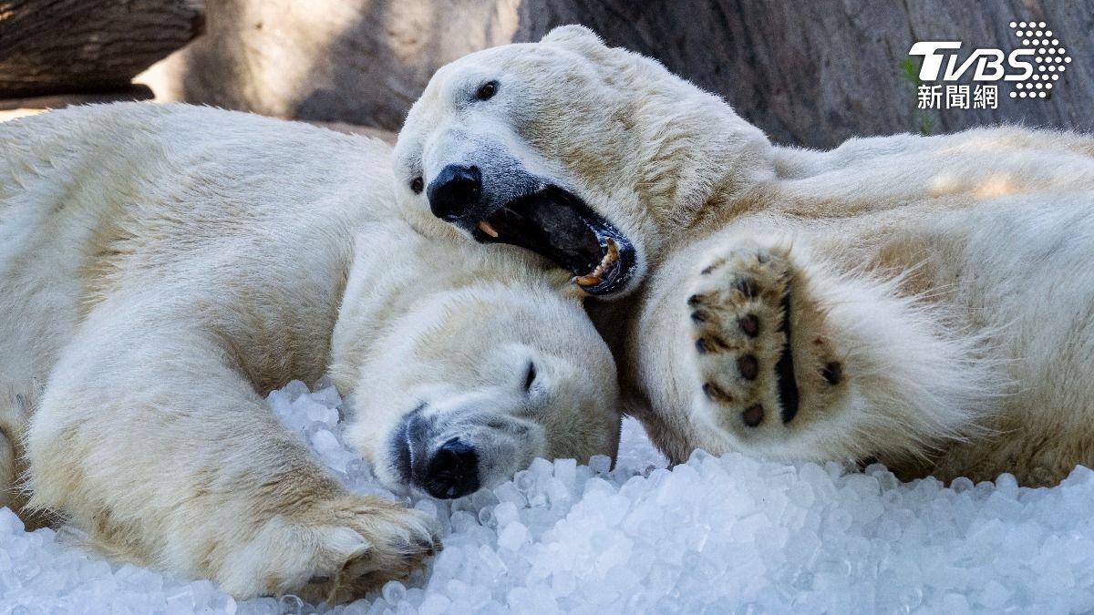 科技守護北極熊！AI雷達＋電動車打造智慧保育新模式