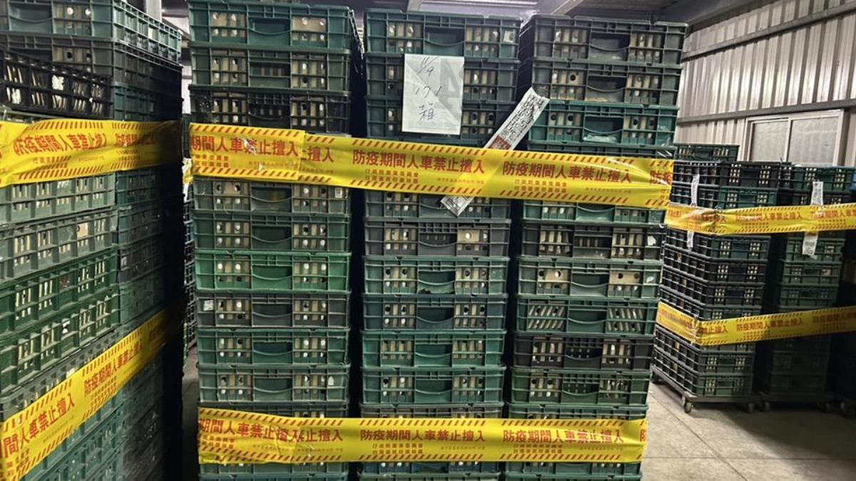 羽毛殘值比蛋濃!畜牧場2度驗出芬普尼 疑飼主直接對雞噴藥
