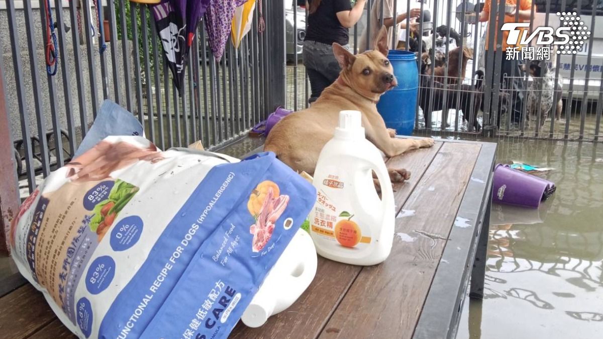 宜蘭暴雨！演員楊懷民浪浪收容所遭淹　志工徒步涉水送物資