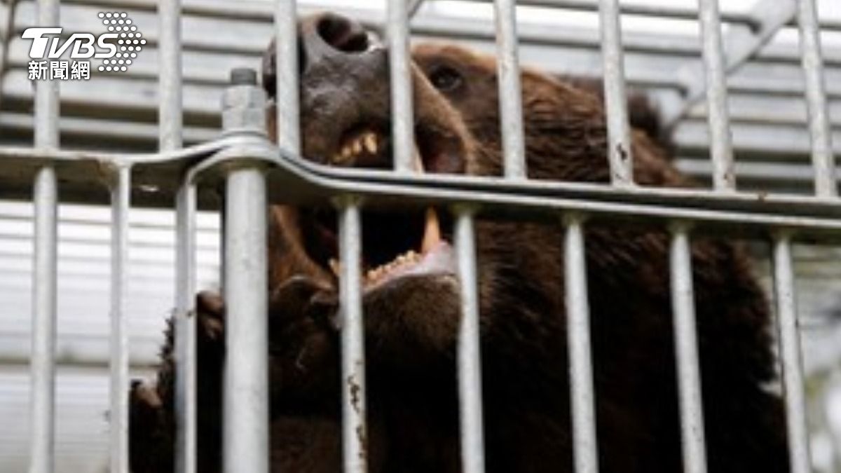 熊奔機場監視器畫面曝! 日警獲准用「步槍」殺熊