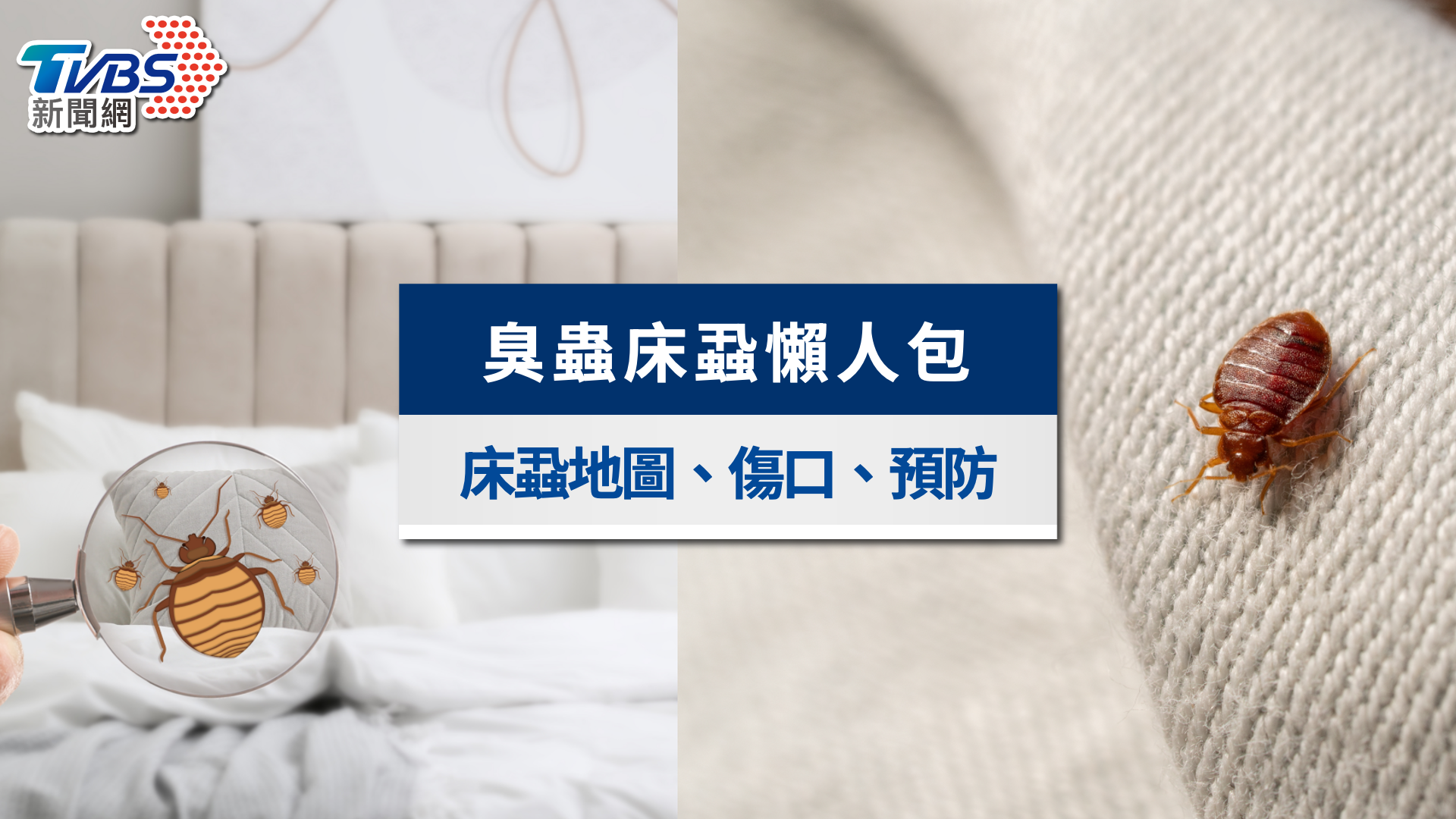 臭蟲床蝨危機!日本床蝨地圖必查,傷口特徵、長怎樣與防治全攻略