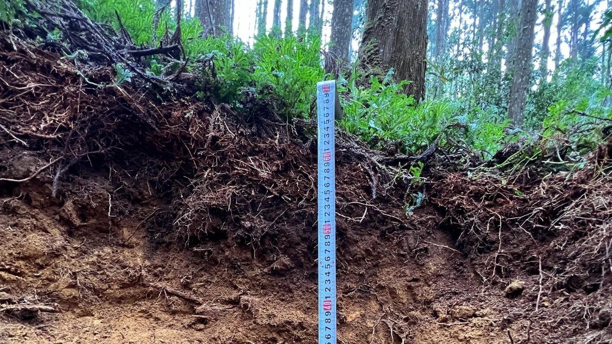 森林儲碳最多在土壤 不同樹種深層濃度差異大