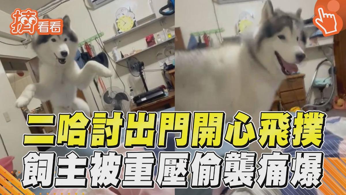 影音/調皮二哈討出門「開心飛撲」 飼主被重壓痛爆:咬到我P股了!