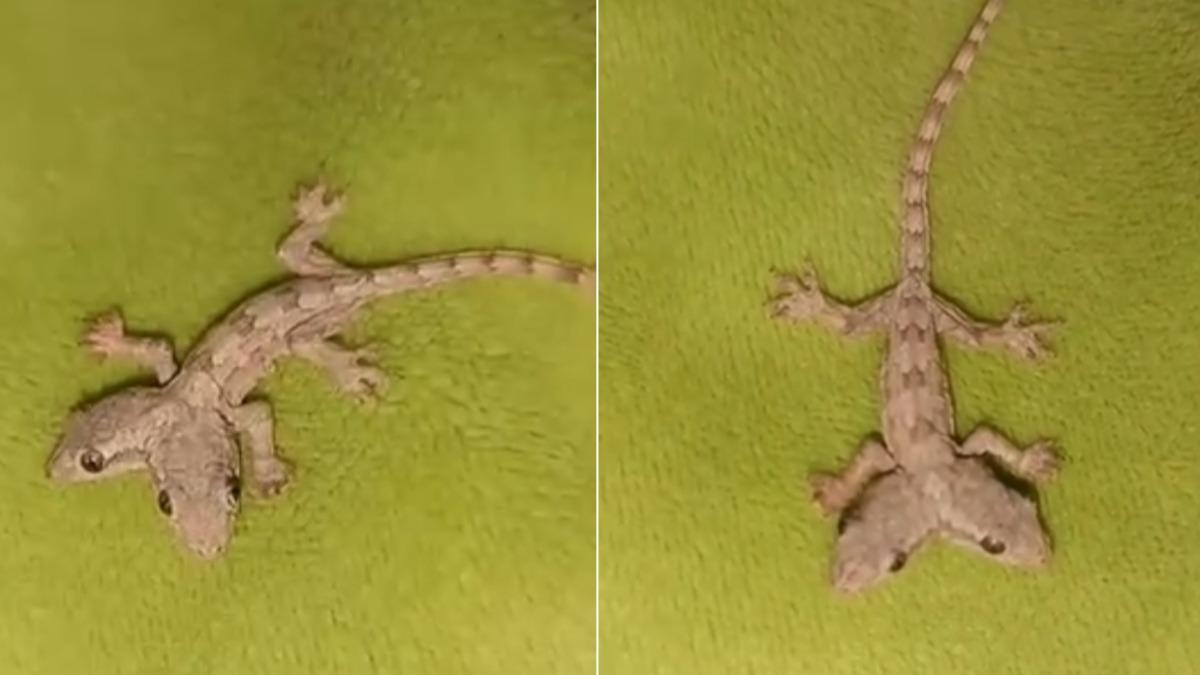 超罕見變異！泰女家中驚見「雙頭壁虎」　原因揭曉網熱議