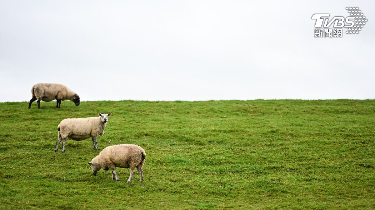 空污太嚴重？ 蒙古青年用羊毛找到永續解方