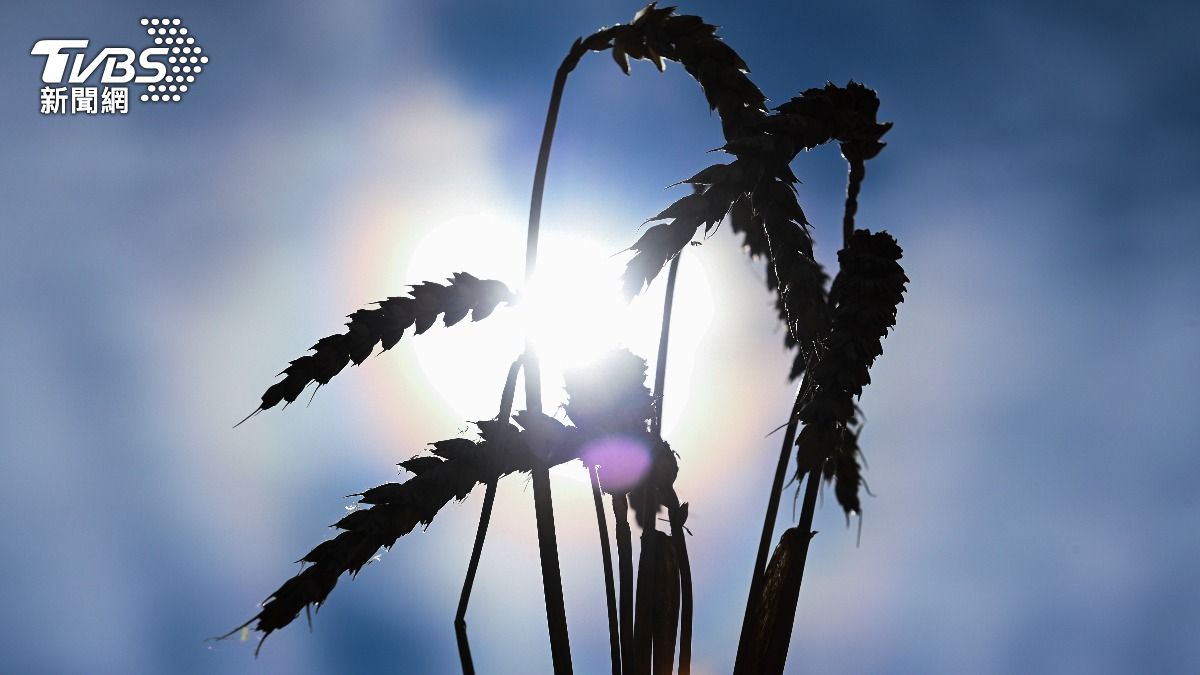 南韓稻米逆襲！江華島米外銷澳洲　技術輸出蒙古成功種稻