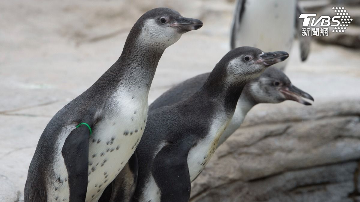 企鵝生存警報！最新研究揭暖化加劇極端氣候威脅