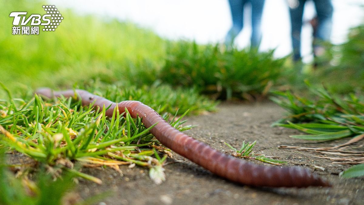 離奇畫面!越南「大量蚯蚓屍」佈滿人行道 專家示警環境危機