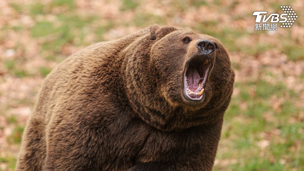 百斤熊中槍疑「假死」!日男查看突遇襲 頭、臉部遭狠咬昏迷