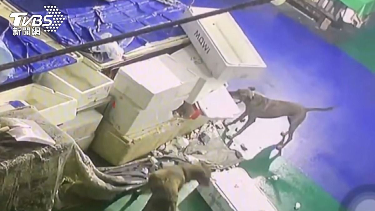 布袋魚市場流浪犬多!咬箱偷吃魚 損失破萬元