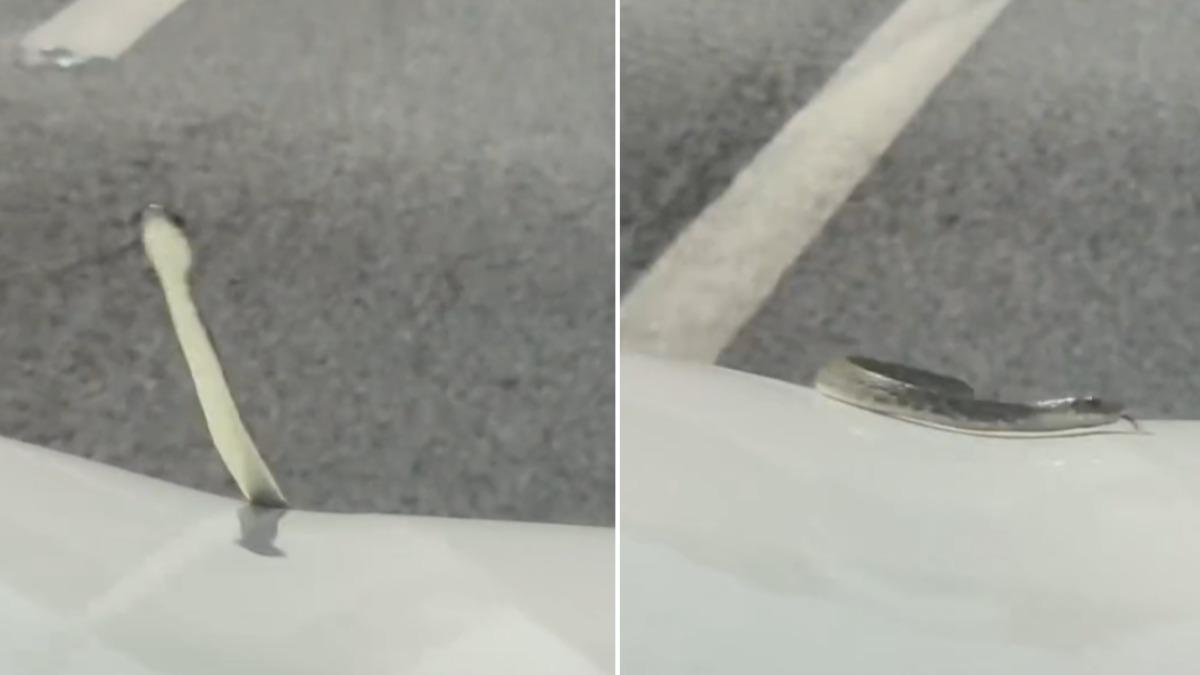 另類「蛇行」!高速公路上小蛇探頭狂甩風中凌亂 網爆笑:造型雨刷