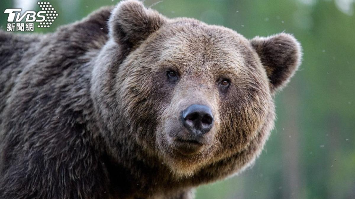 日本熊學聰明沒在怕?!北海道巨熊推倒300kg捕熊籠