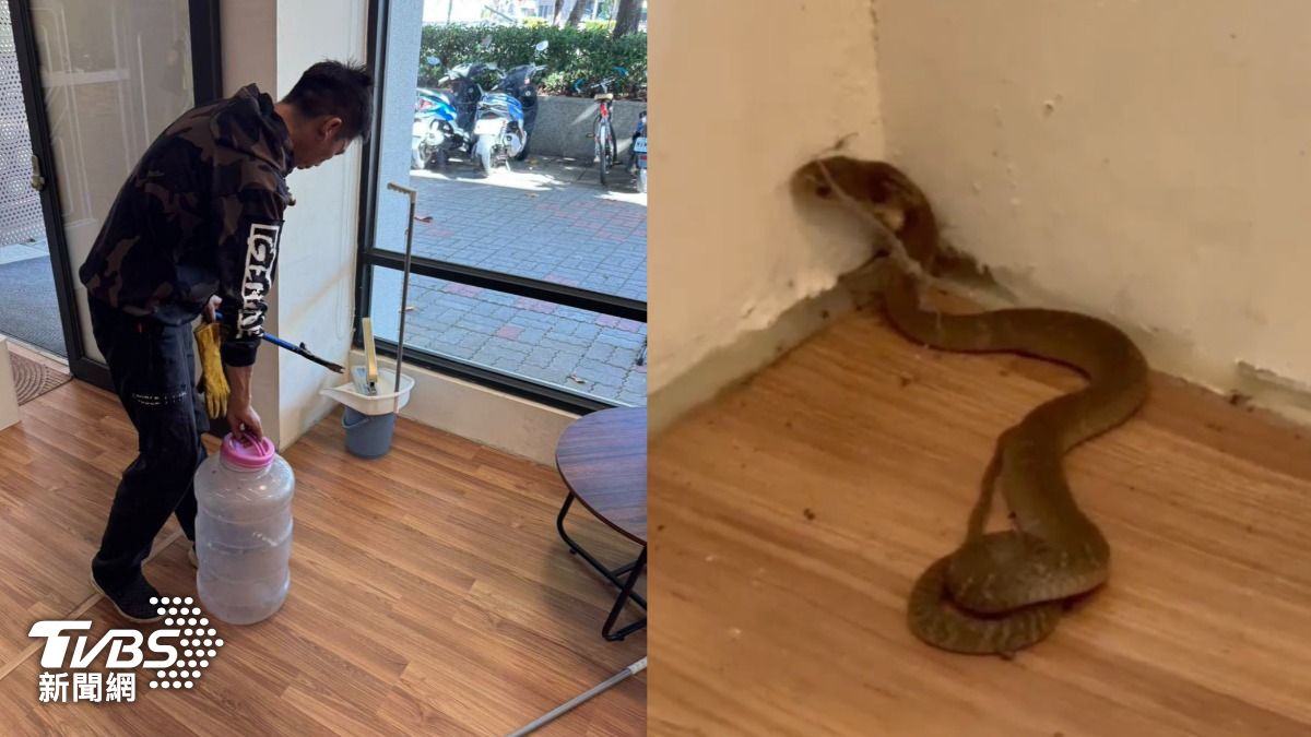 台中圖書館驚魂!30公分眼鏡蛇溜進書報區 女看書遭蛇吻