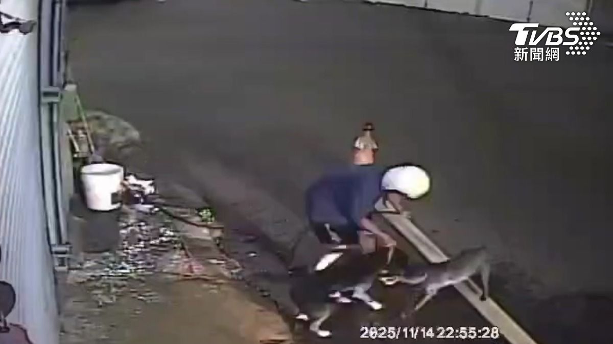 比特犬不牽繩咬狗！主人辯先遭攻擊　民眾怒：故意練咬