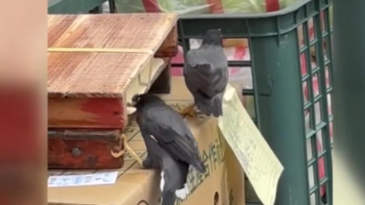 豆腐遭八哥狂啄！新北餐廳後巷「直接裸放」　衛生局：最高罰2億