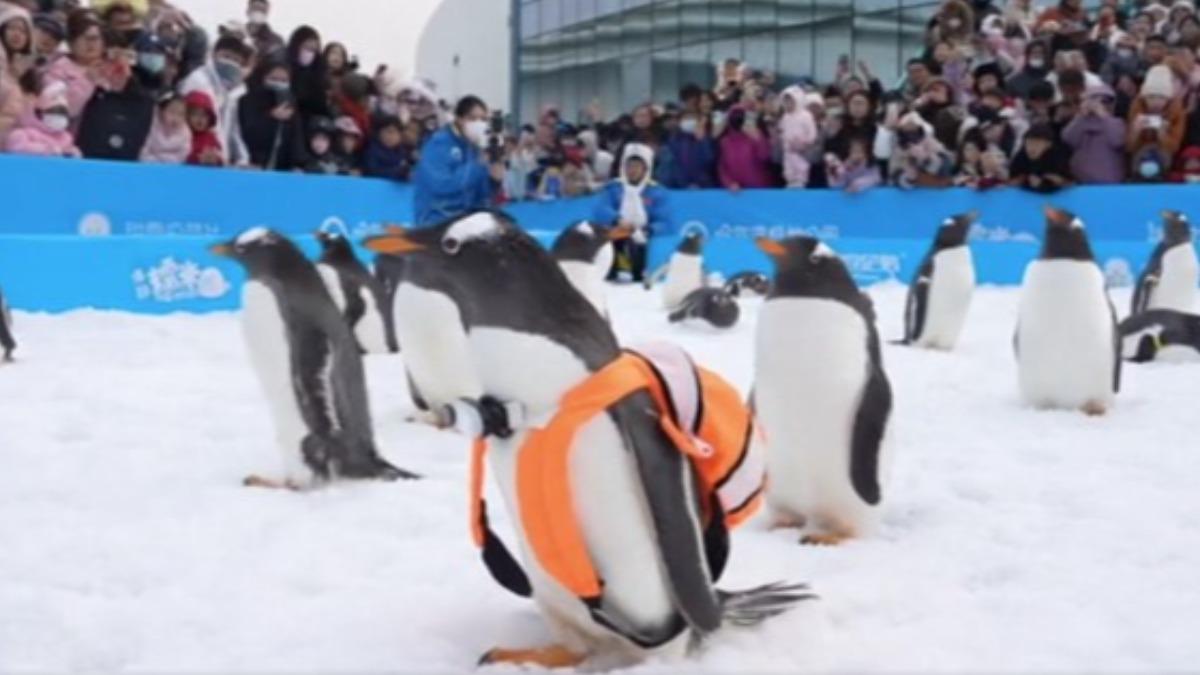 30小企鵝雪地遊行萌翻天　遊客湧哈爾濱打卡