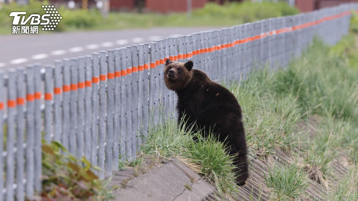 日本秋田熊害嚴重！80歲獵人曝居民怕出門：比新冠疫情恐怖