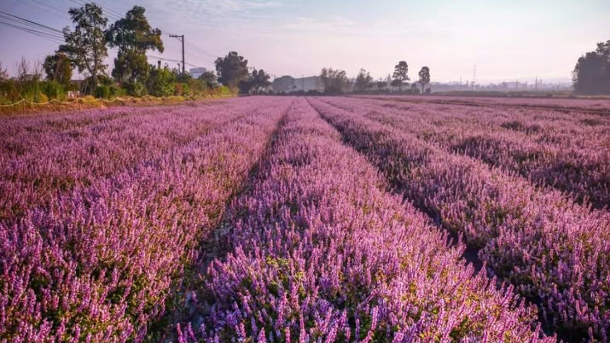 桃園仙草嘉年華來了！超人氣酷洛米打卡點曝　免費接駁一次看