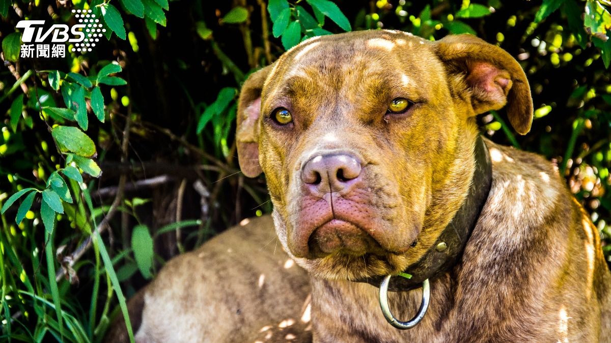 疑煙火刺激！巨型惡霸犬抓狂瘋咬　英國9個月男嬰爆頭亡