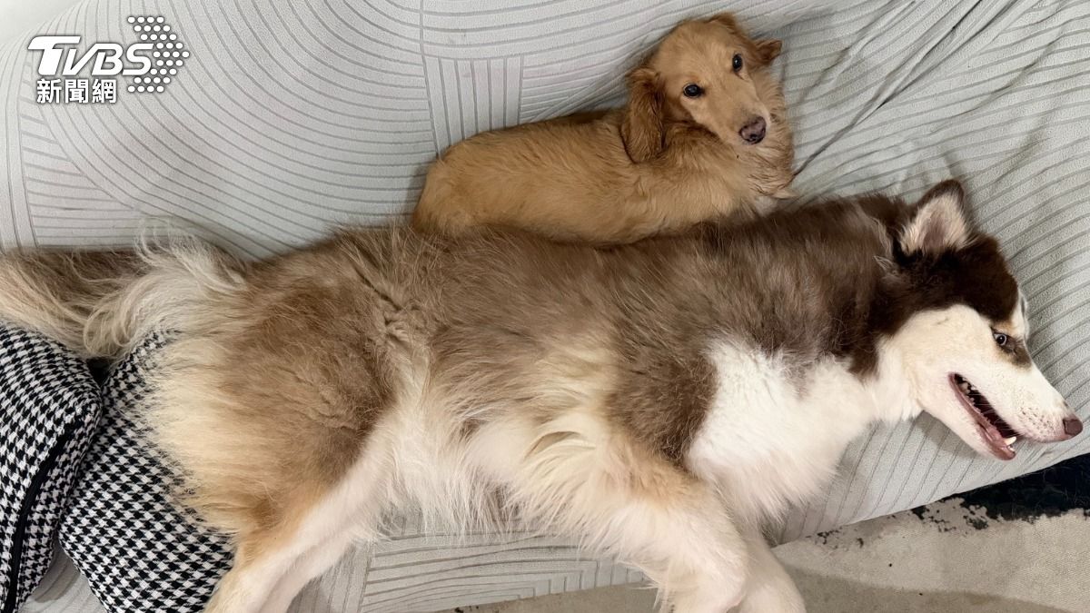 養寵爸媽必看！居家清潔用香氣噴霧、漂白水「傷小孩毛孩健康」