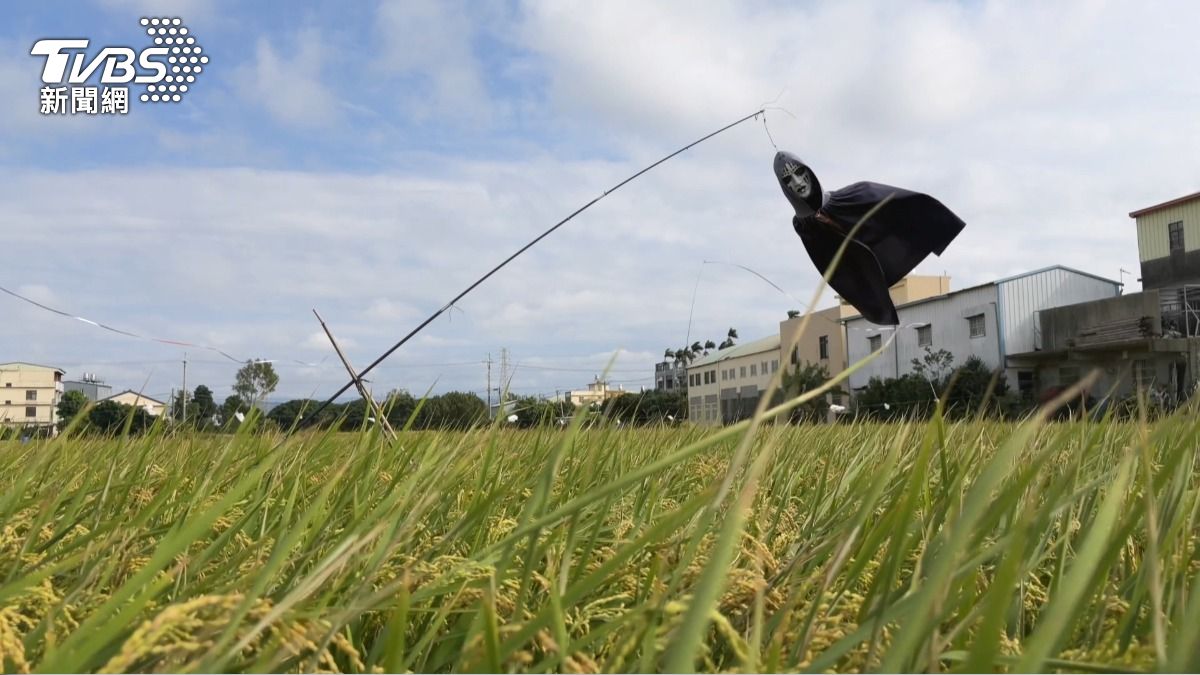 神岡稻田出現「鬼修女」隨風飄動！一看靠近竟是這東西　嚇壞路人