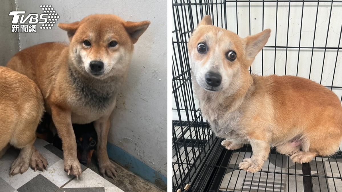 柴犬、柯基都有!苗栗85狗今開放領養 「全都沒聲帶」惹鼻酸